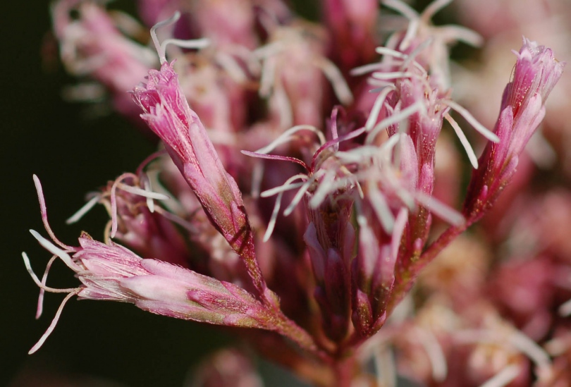 Изображение особи Eupatorium lindleyanum.