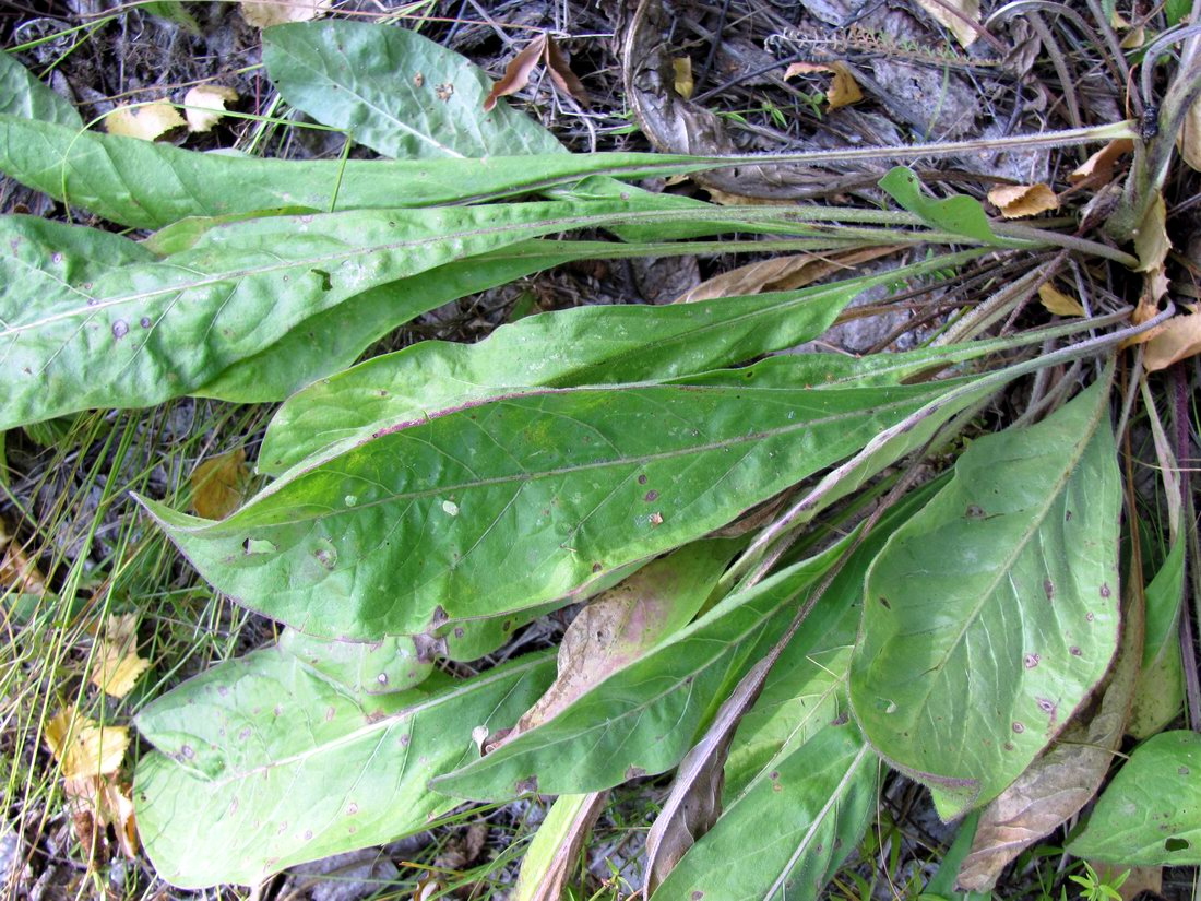 Image of Centaurea integrifolia specimen.