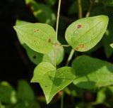 Clematis mandshurica