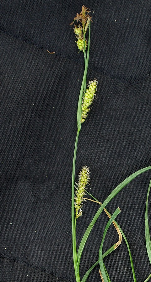 Image of Carex songorica individual.