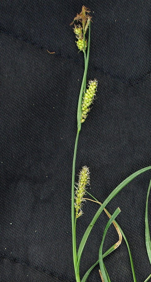 Image of Carex songorica specimen.