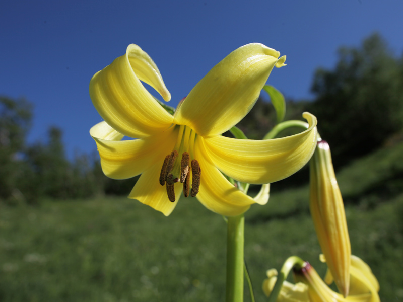 Изображение особи Lilium kesselringianum.