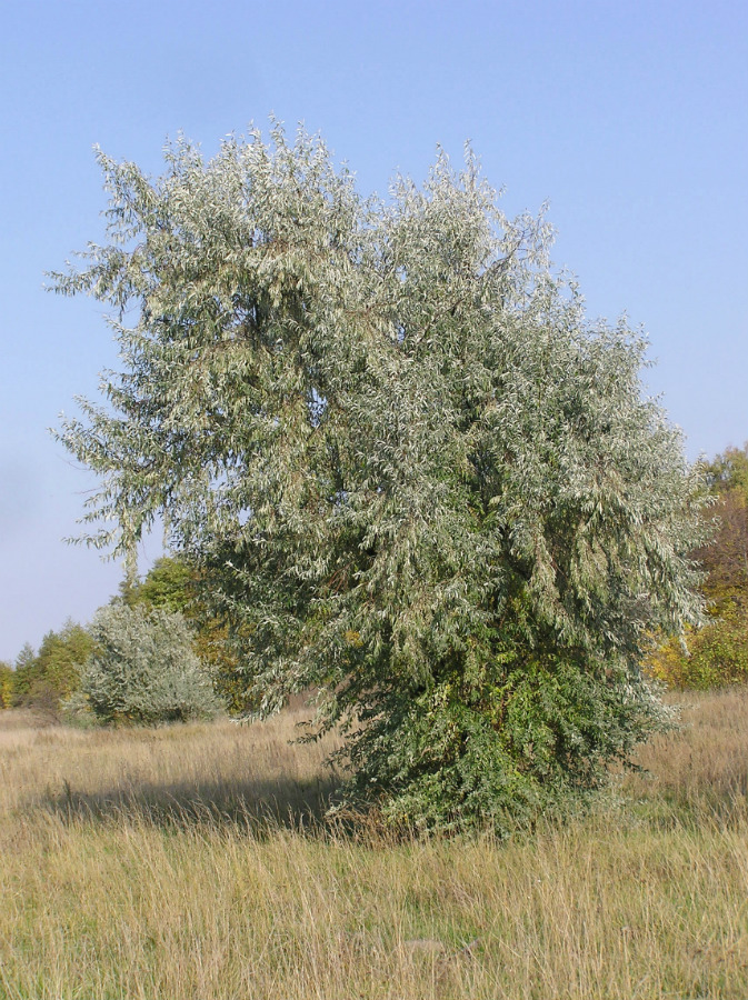 Изображение особи Elaeagnus angustifolia.