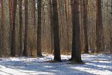 Pinus sylvestris. Основания стволов взрослых деревьев. Москва, Кузьминский лесопарк. 06.03.2008.