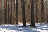 Pinus sylvestris. Основания стволов взрослых деревьев. Москва, Кузьминский лесопарк. 06.03.2008.