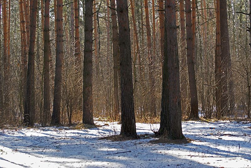 Изображение особи Pinus sylvestris.