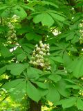 Aesculus hippocastanum