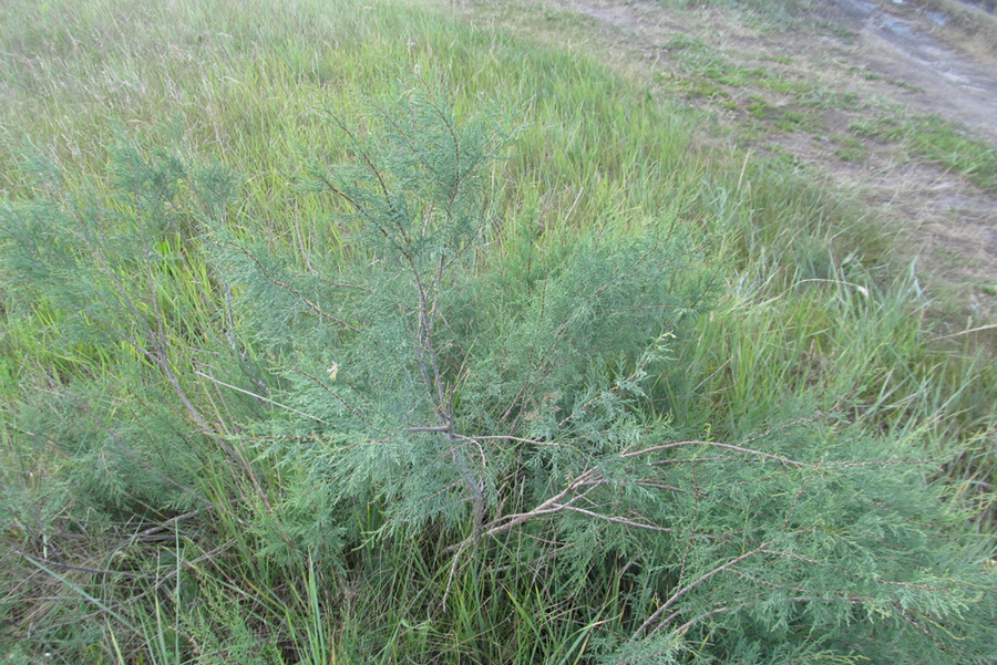 Image of Tamarix gracilis specimen.