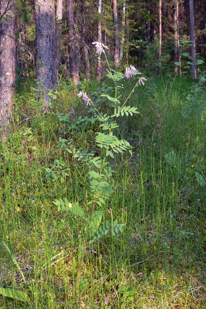 Изображение особи Hedysarum alpinum.