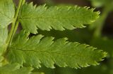 Dryopteris villarii