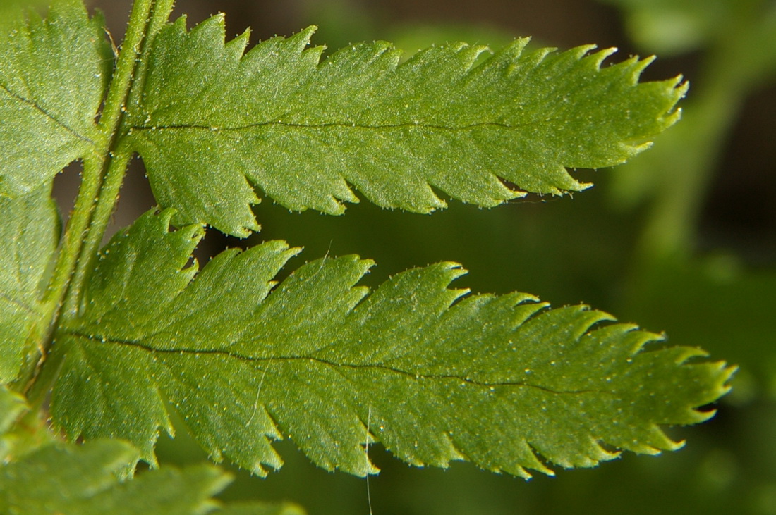 Изображение особи Dryopteris villarii.