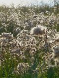 Cirsium arvense