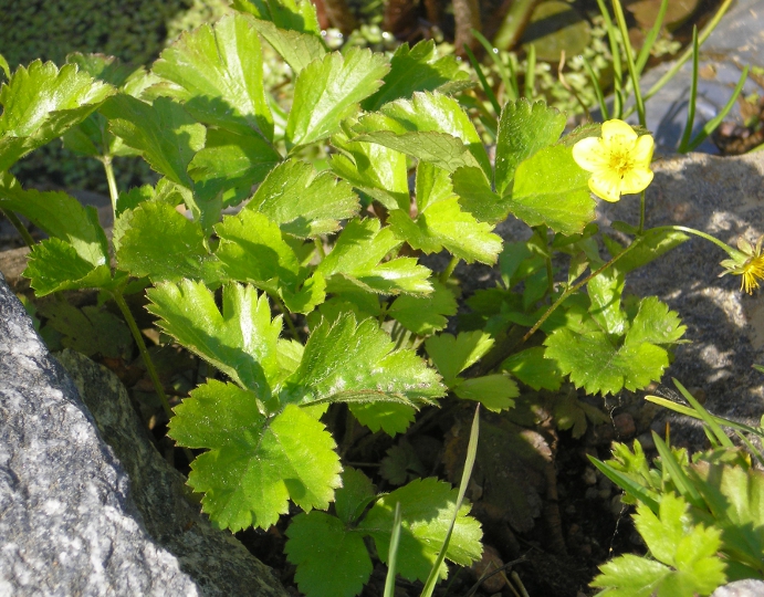 Image of Waldsteinia ternata specimen.