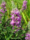 Lythrum salicaria. Соцветия. Астраханская обл., Володарский р-н, окр. с. Ямное, обсыхающий ерик Парфимов. 18.08.2010.