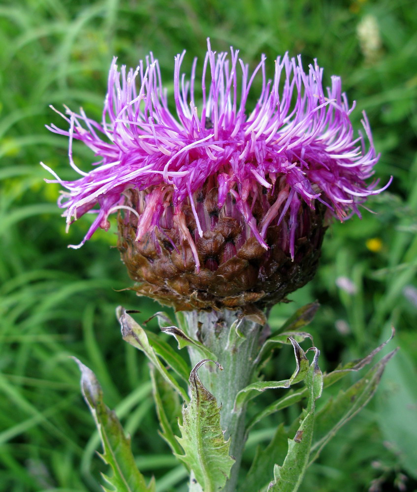 Image of Stemmacantha orientalis specimen.