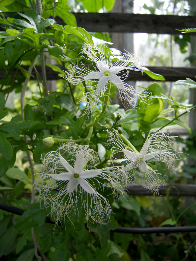 Изображение особи Trichosanthes anguina.