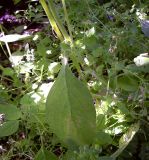 Borago officinalis