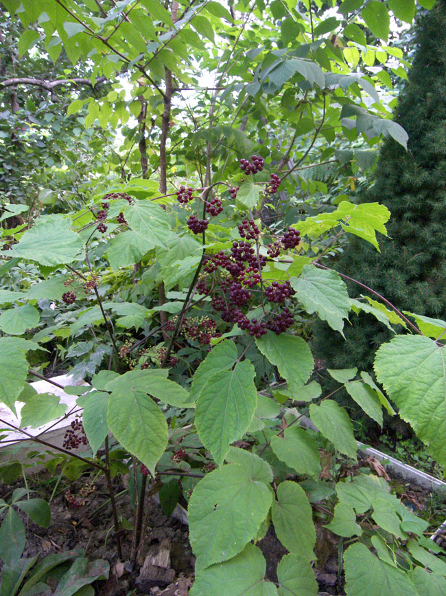 Изображение особи Aralia racemosa.