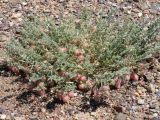 Astragalus pallasii