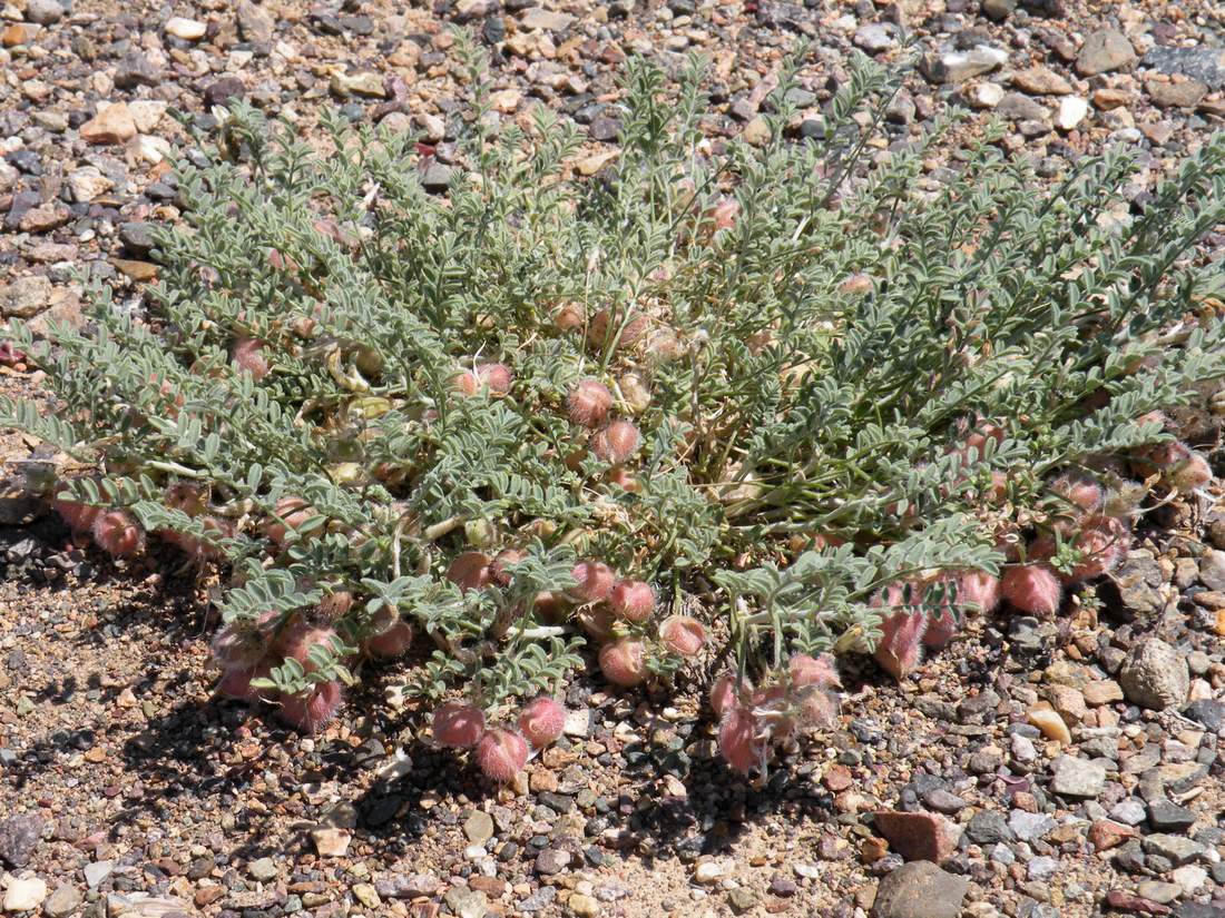 Изображение особи Astragalus sumneviczii.