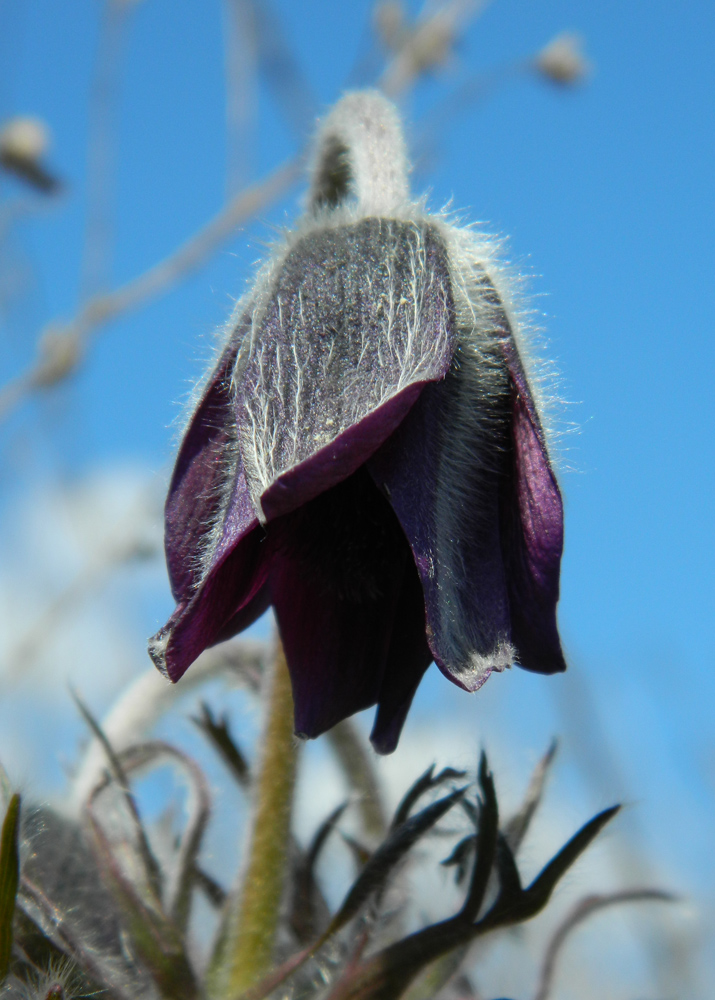 Image of Pulsatilla ucrainica specimen.
