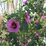 Malva arborea