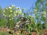 Thlaspi arvense
