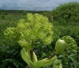 Archangelica officinalis. Верхушка цветущего растения. Курская обл., Фатежский р-н, с. Игино. 12 июня 2007 г.