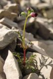 Scrophularia exilis. Цветущее растение. Горный Крым, южный склон Ялтинской яйлы. 9 июня 2012 г.