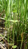 Veronica arvensis