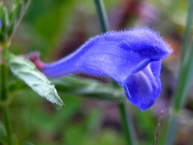 Изображение особи Scutellaria galericulata.