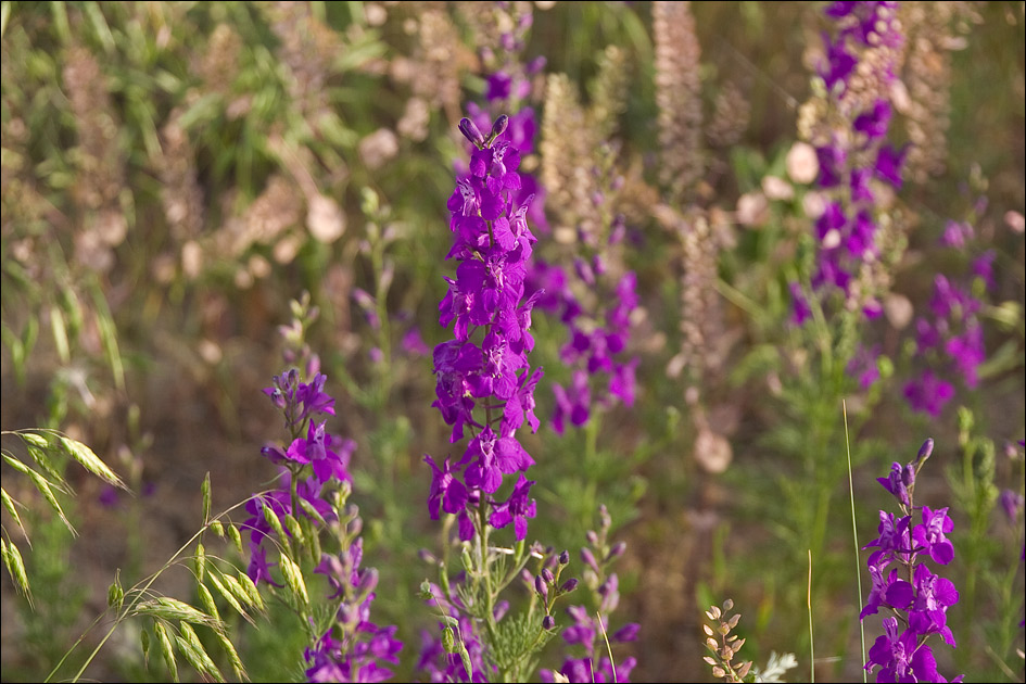 Изображение особи Delphinium hispanicum.