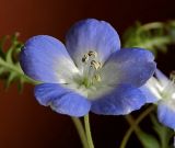 Nemophila menziesii