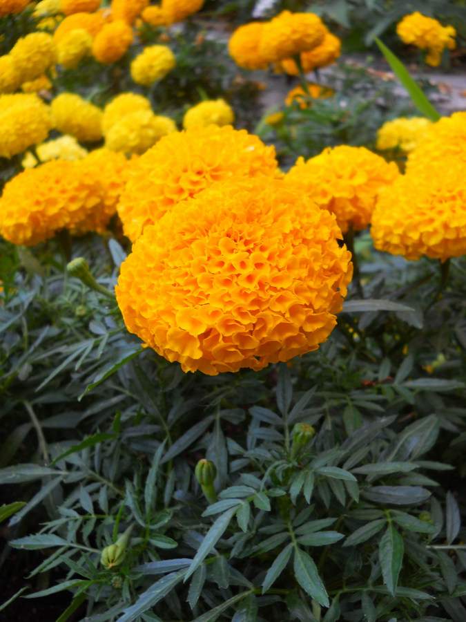 Image of Tagetes erecta specimen.