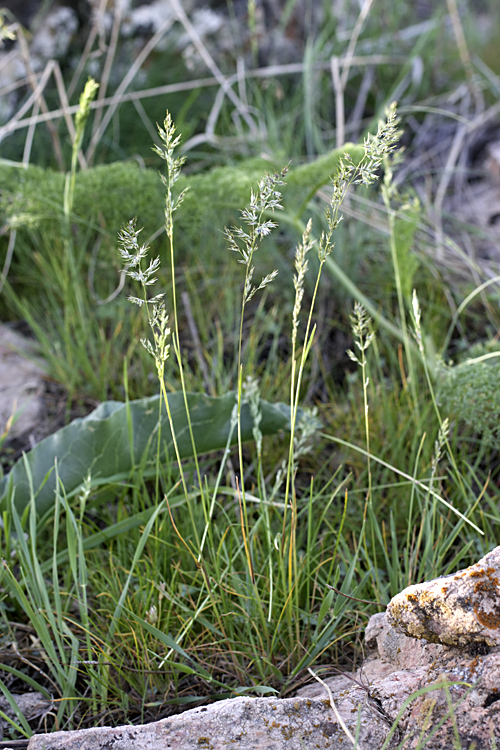 Image of Poa bulbosa specimen.