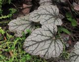 Heuchera × hybrida. Лист. Владивосток, ботанический сад-институт ДВО РАН. 23 июня 2012 г.