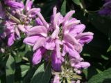 Phlomis regelii