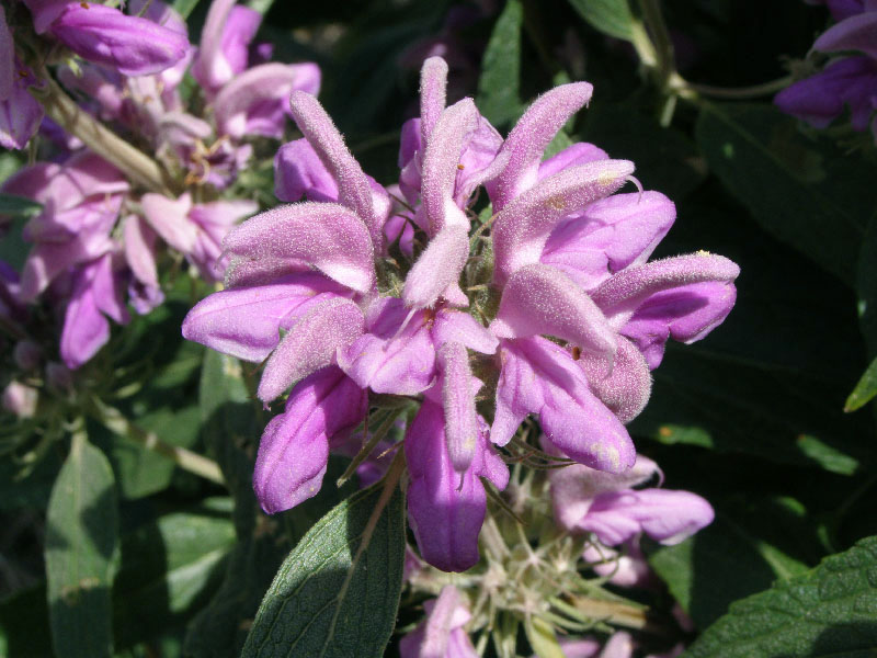 Image of Phlomis regelii specimen.