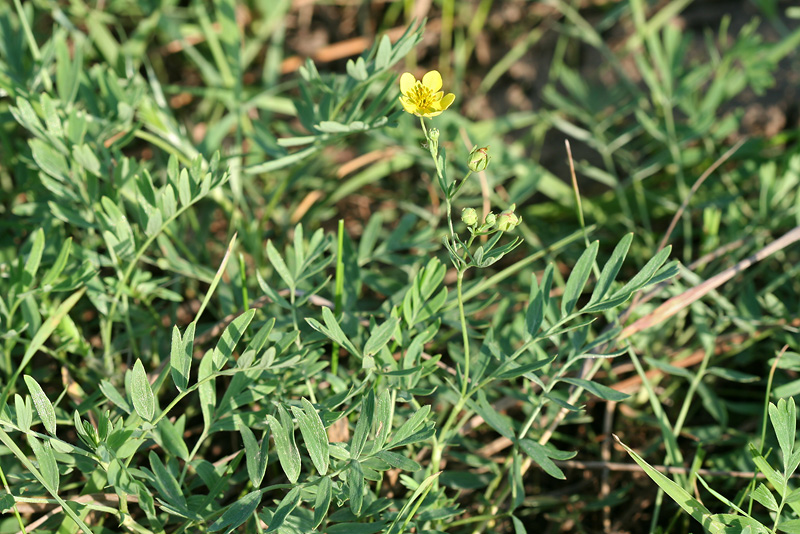 Image of Potentilla bifurca specimen.