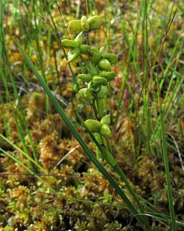 Изображение особи Scheuchzeria palustris.