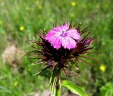 Dianthus commutatus