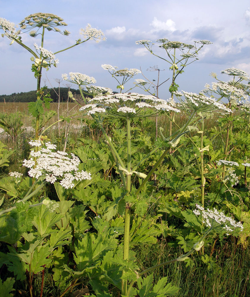 Изображение особи Heracleum mantegazzianum.