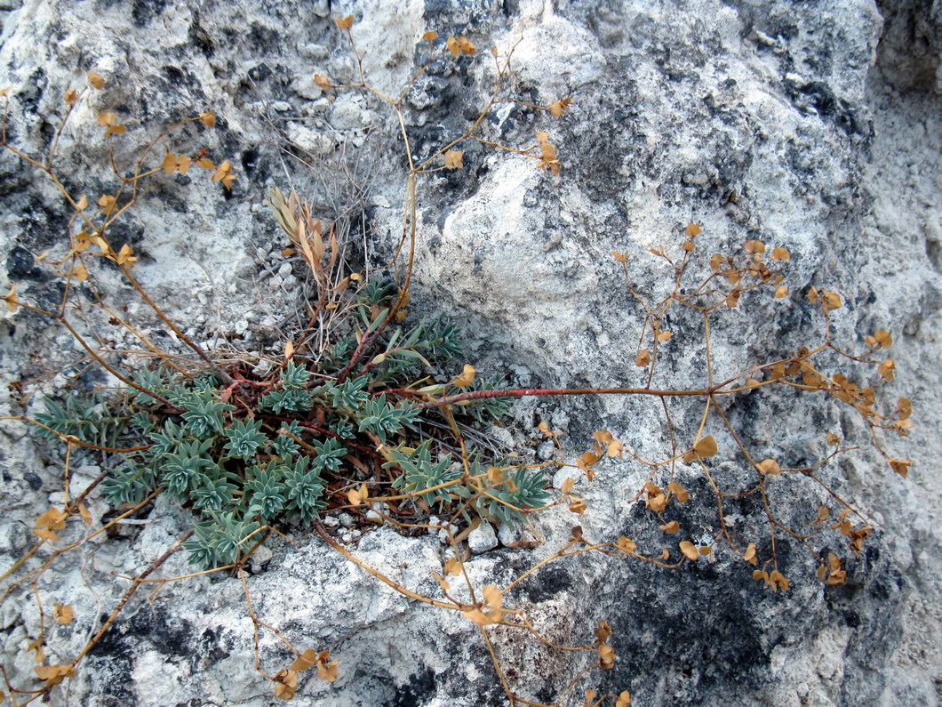 Image of Euphorbia petrophila specimen.