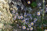 Tripolium pannonicum