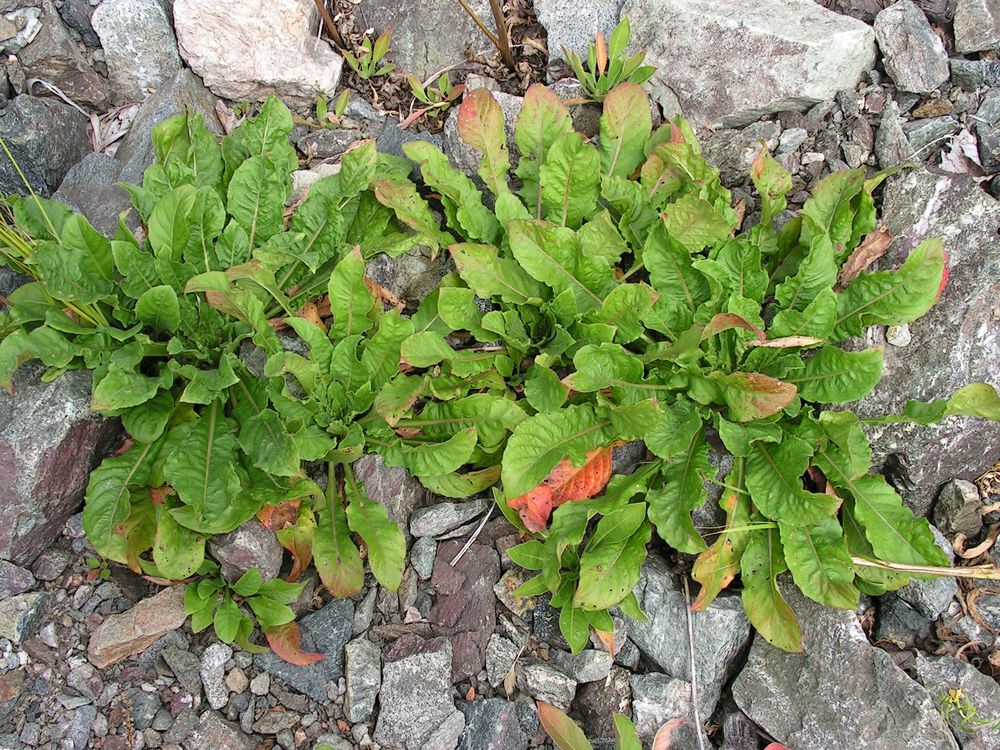 Image of genus Oenothera specimen.