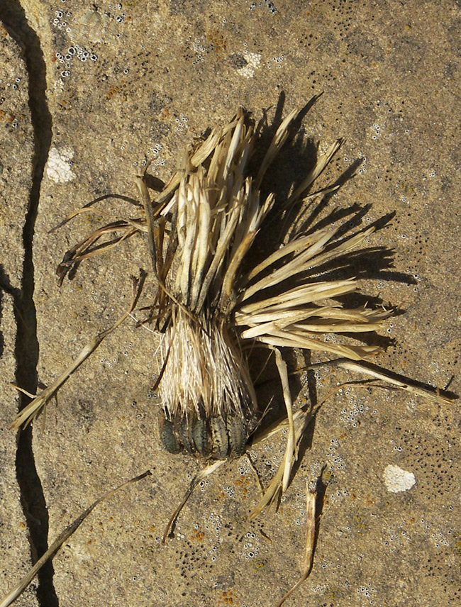 Image of Cousinia purpurea specimen.