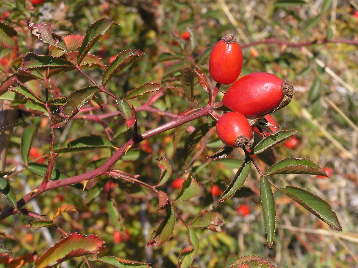 Image of Rosa canina specimen.