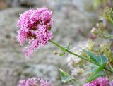Centranthus ruber
