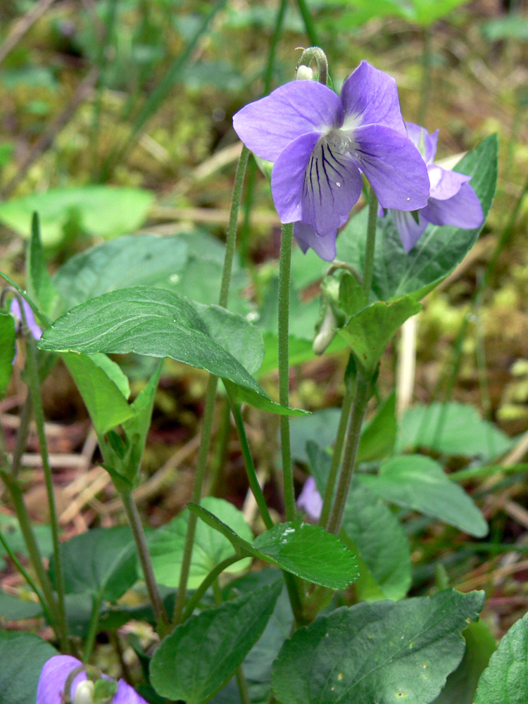 Изображение особи Viola ruppii.