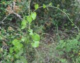 Tamus communis